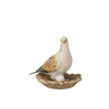 Bird of the Year 2020: Lovebird small