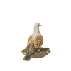 Bird of the Year 2020: Lovebird small