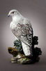 Gyrfalcon