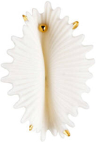 Kolczyk Actinia
