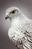 Gyrfalcon