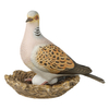 Bird of the Year 2020: Lovebird big